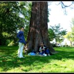 First meeting at the Mammut tree in Baden-Baden